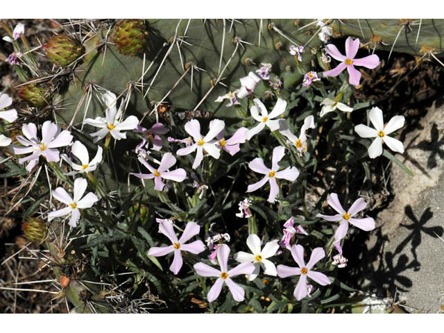 Phlox longifolia (Longleaf phlox) #71124