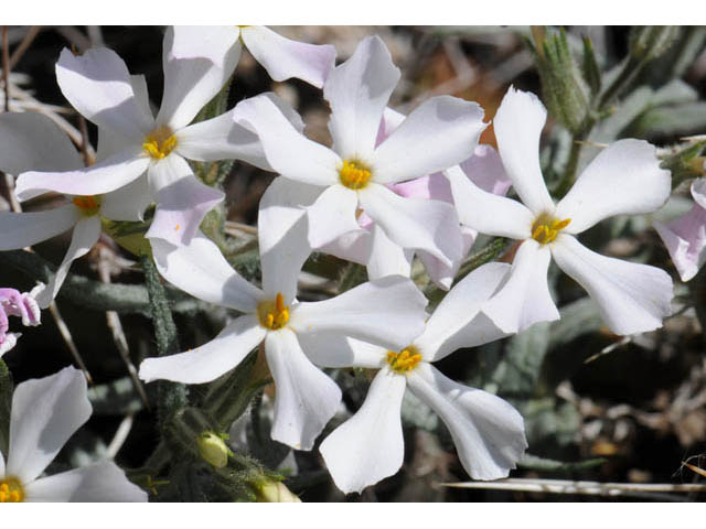 Phlox longifolia (Longleaf phlox) #71125