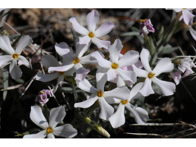 Phlox longifolia (Longleaf phlox) #71126