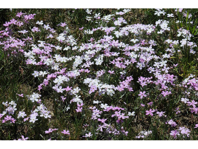 Phlox longifolia (Longleaf phlox) #71127