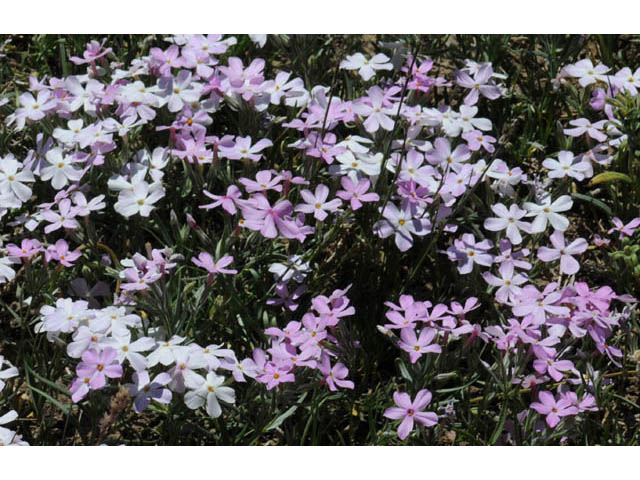 Phlox longifolia (Longleaf phlox) #71128