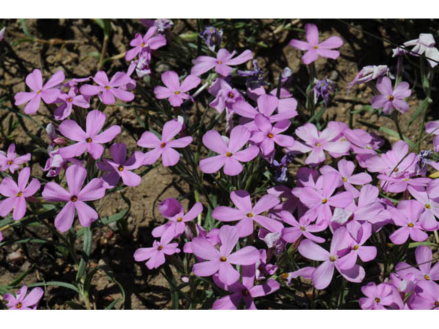 Phlox longifolia (Longleaf phlox) #71129