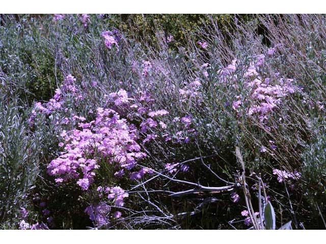 Phlox speciosa ssp. occidentalis (Showy phlox) #71144