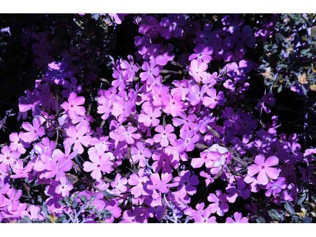 Phlox speciosa ssp. occidentalis (Showy phlox) #71146