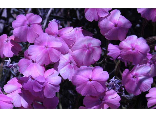 Phlox speciosa ssp. occidentalis (Showy phlox) #71147