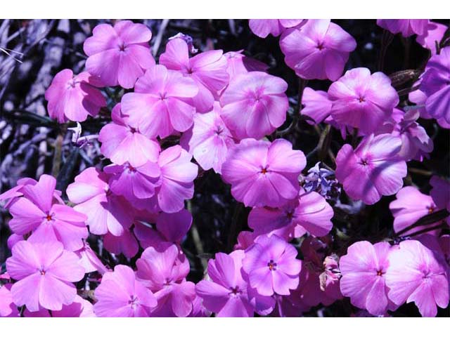 Phlox speciosa ssp. occidentalis (Showy phlox) #71149