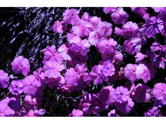 Phlox speciosa ssp. occidentalis (Showy phlox) #71150