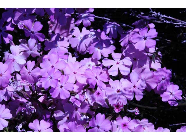 Phlox speciosa ssp. occidentalis (Showy phlox) #71151