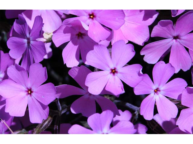 Phlox speciosa ssp. occidentalis (Showy phlox) #71153