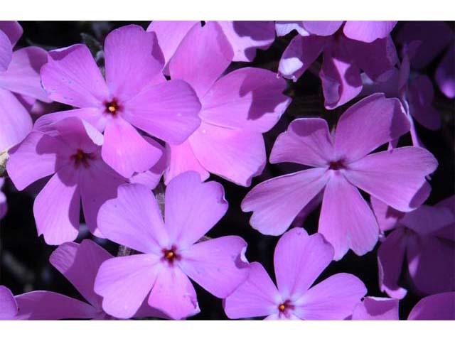 Phlox speciosa ssp. occidentalis (Showy phlox) #71154