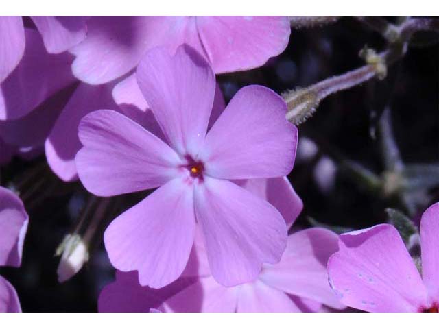 Phlox speciosa ssp. occidentalis (Showy phlox) #71155