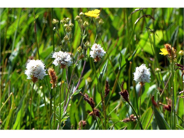 Polygonum bistortoides (American bistort) #71195