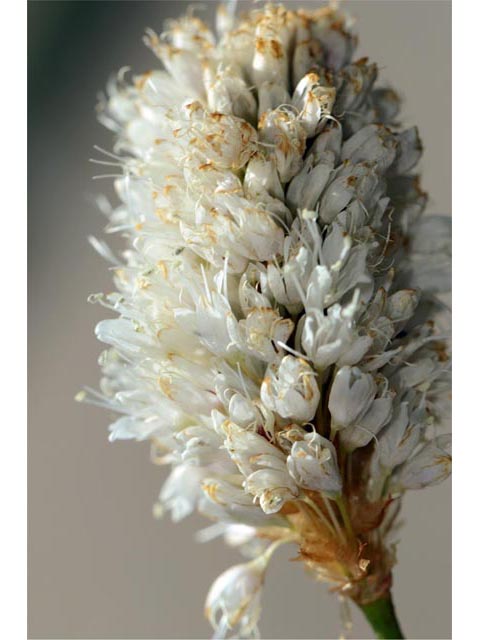 Polygonum bistortoides (American bistort) #71198