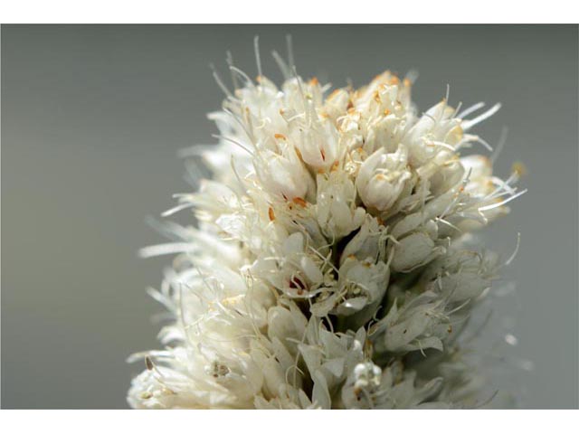 Polygonum bistortoides (American bistort) #71200