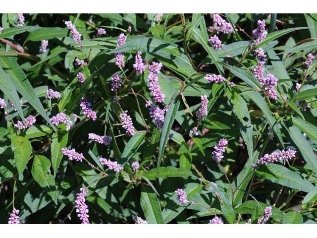 Polygonum pensylvanicum (Pennsylvania smartweed) #71489