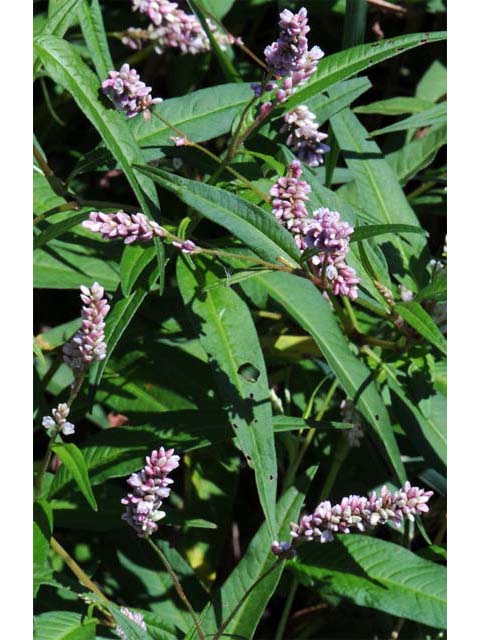 Polygonum pensylvanicum (Pennsylvania smartweed) #71492