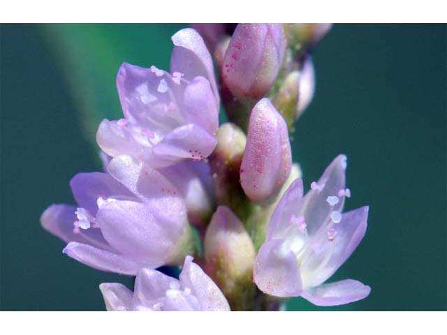 Polygonum pensylvanicum (Pennsylvania smartweed) #71498