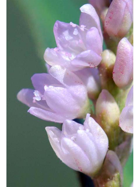 Polygonum pensylvanicum (Pennsylvania smartweed) #71499