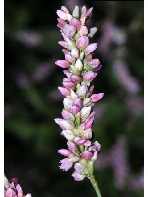 Polygonum pensylvanicum (Pennsylvania smartweed) #71501