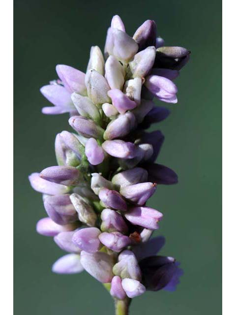 Polygonum pensylvanicum (Pennsylvania smartweed) #71502