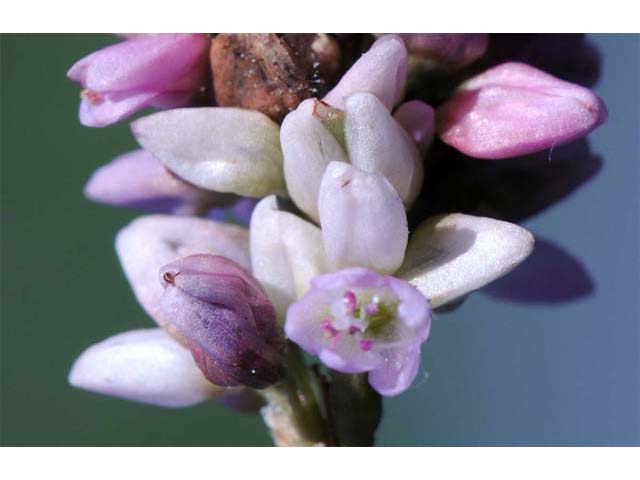 Polygonum pensylvanicum (Pennsylvania smartweed) #71506