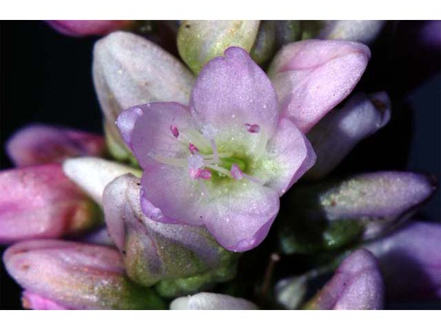 Polygonum pensylvanicum (Pennsylvania smartweed) #71507