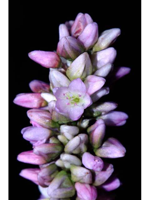 Polygonum pensylvanicum (Pennsylvania smartweed) #71508