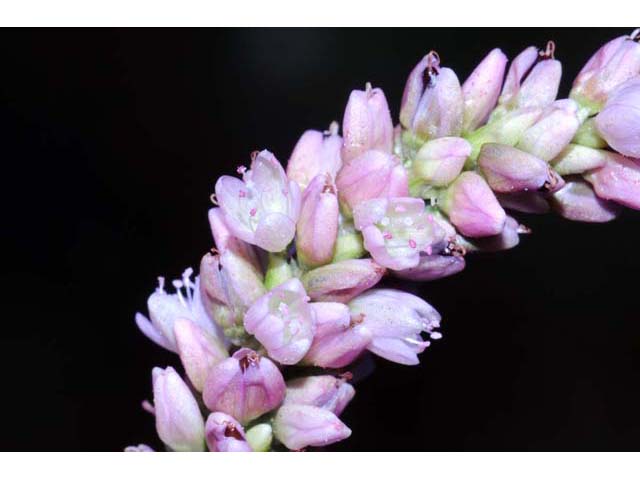 Polygonum pensylvanicum (Pennsylvania smartweed) #71521