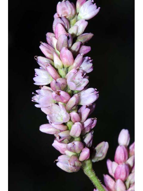 Polygonum pensylvanicum (Pennsylvania smartweed) #71525