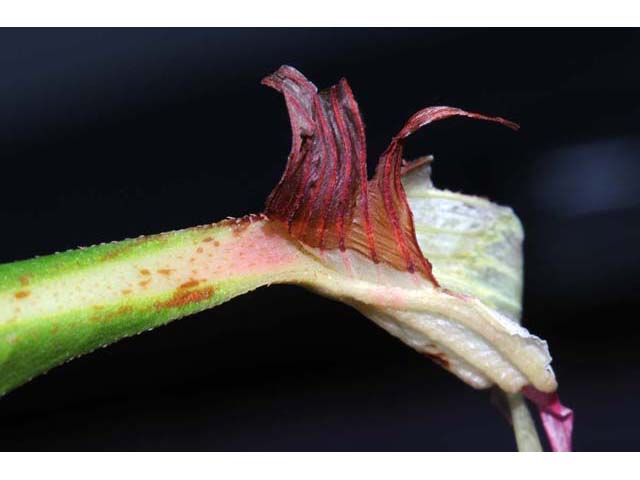 Polygonum pensylvanicum (Pennsylvania smartweed) #71526