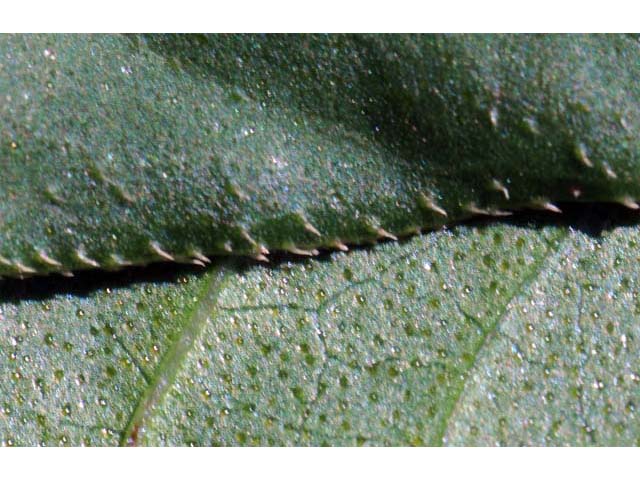 Polygonum pensylvanicum (Pennsylvania smartweed) #71538