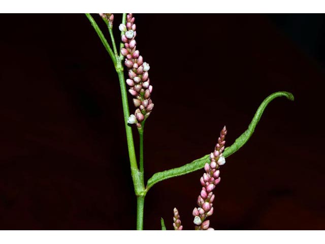 Polygonum pensylvanicum (Pennsylvania smartweed) #71541