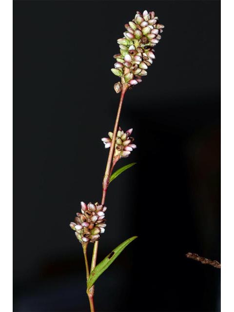 Polygonum pensylvanicum (Pennsylvania smartweed) #71544