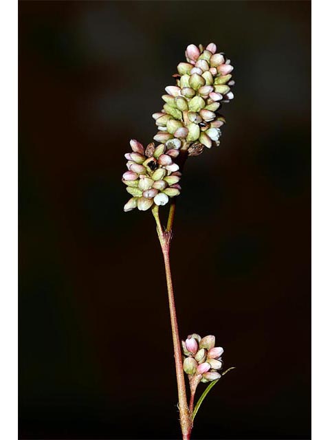 Polygonum pensylvanicum (Pennsylvania smartweed) #71547