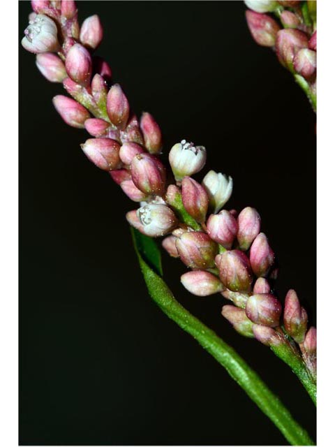 Polygonum pensylvanicum (Pennsylvania smartweed) #71550