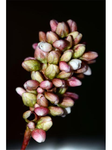 Polygonum pensylvanicum (Pennsylvania smartweed) #71553