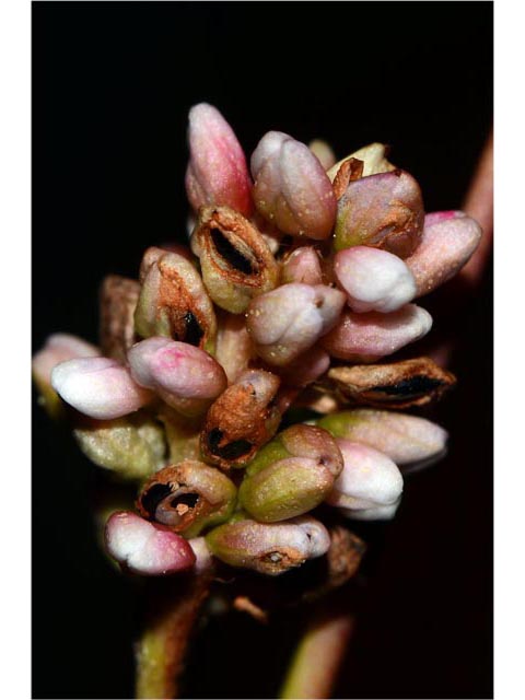 Polygonum pensylvanicum (Pennsylvania smartweed) #71556