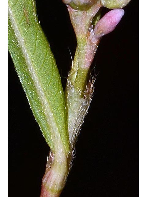 Polygonum pensylvanicum (Pennsylvania smartweed) #71564