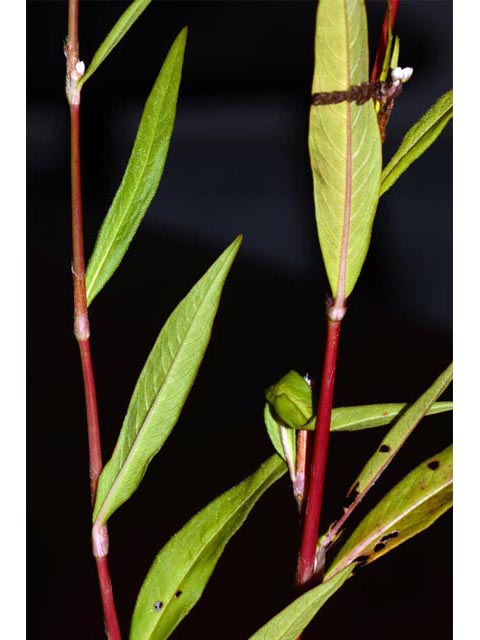 Polygonum pensylvanicum (Pennsylvania smartweed) #71565