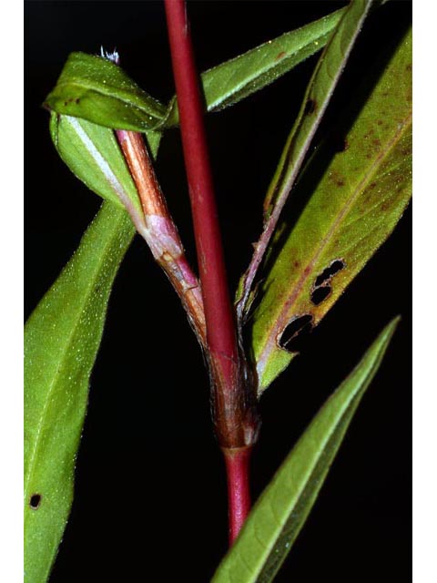 Polygonum pensylvanicum (Pennsylvania smartweed) #71567