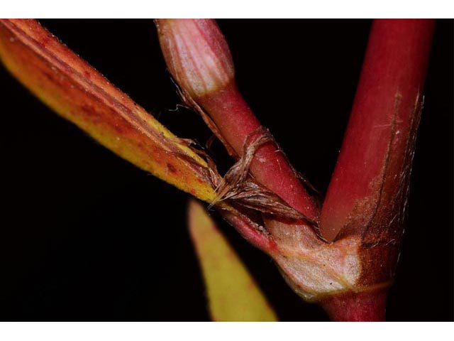 Polygonum pensylvanicum (Pennsylvania smartweed) #71569