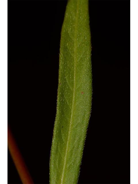 Polygonum pensylvanicum (Pennsylvania smartweed) #71571