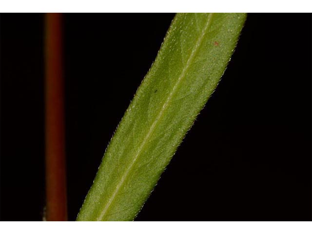 Polygonum pensylvanicum (Pennsylvania smartweed) #71573