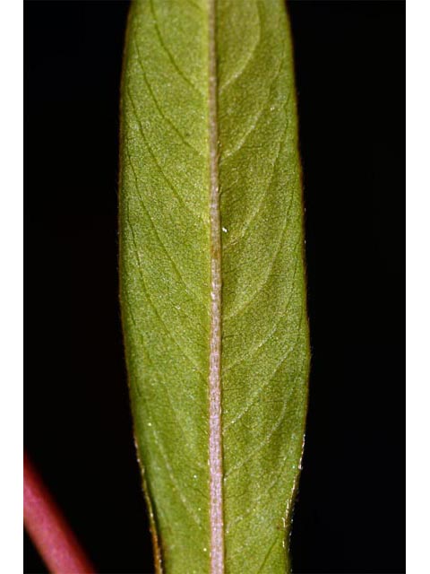 Polygonum pensylvanicum (Pennsylvania smartweed) #71574