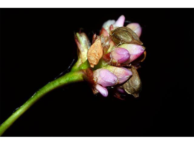 Polygonum sagittatum (Arrowleaf tearthumb) #71576