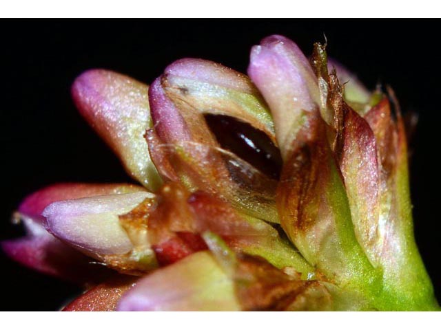 Polygonum sagittatum (Arrowleaf tearthumb) #71579