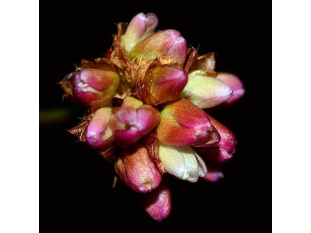 Polygonum sagittatum (Arrowleaf tearthumb) #71580