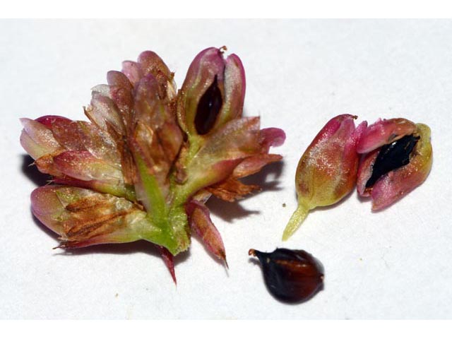 Polygonum sagittatum (Arrowleaf tearthumb) #71581