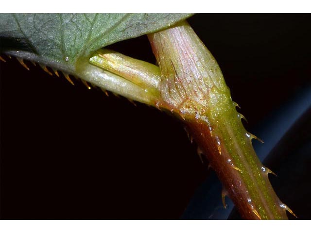 Polygonum sagittatum (Arrowleaf tearthumb) #71587