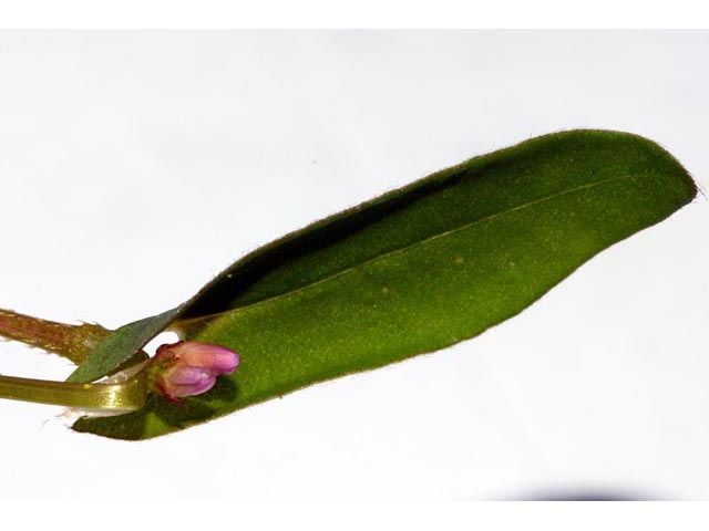 Polygonum sagittatum (Arrowleaf tearthumb) #71588